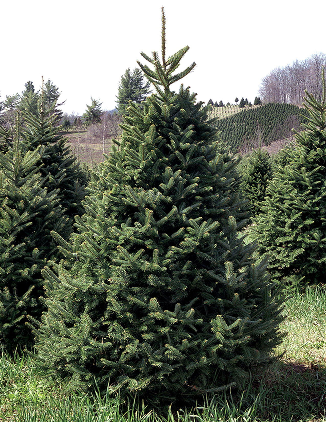 Abies fraseriSapin de Fraser Les Plantations Létourneau