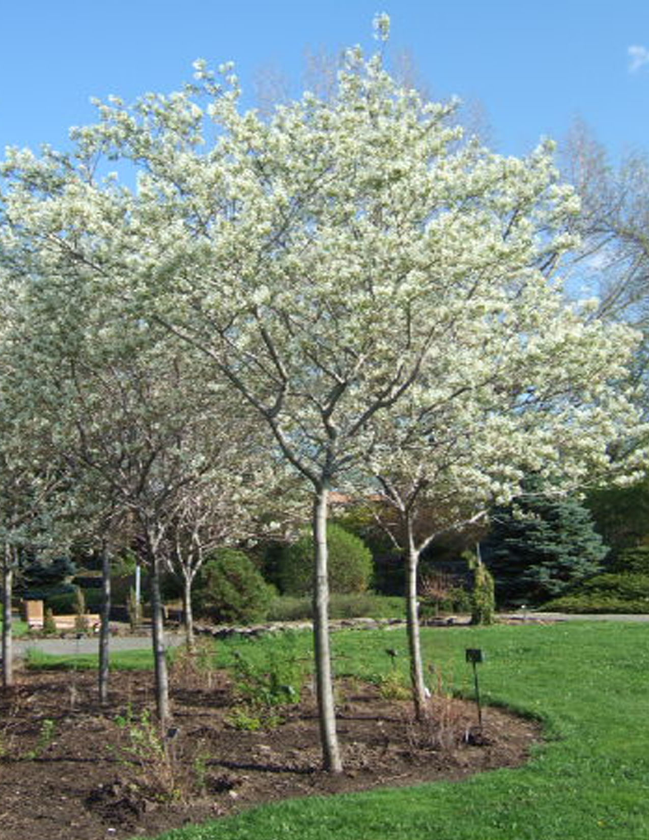 Amelanchier Canadensis Amélanchier Du Canada Les Plantations Létourneau