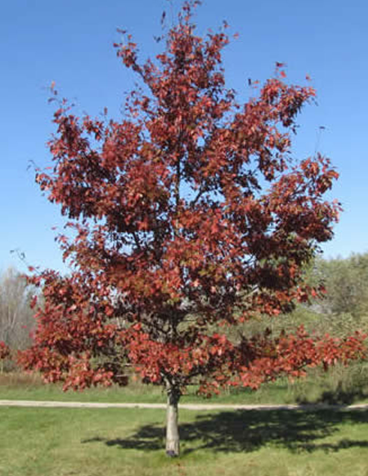 Quercus Rubra Chêne Rouge Les Plantations Létourneau