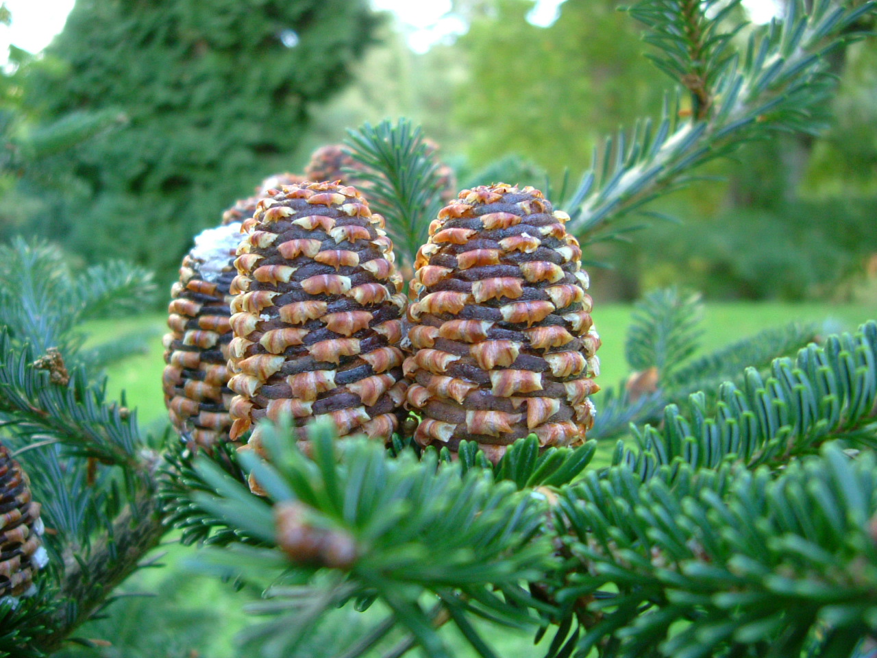 Abies fraseriSapin de Fraser Les Plantations Létourneau