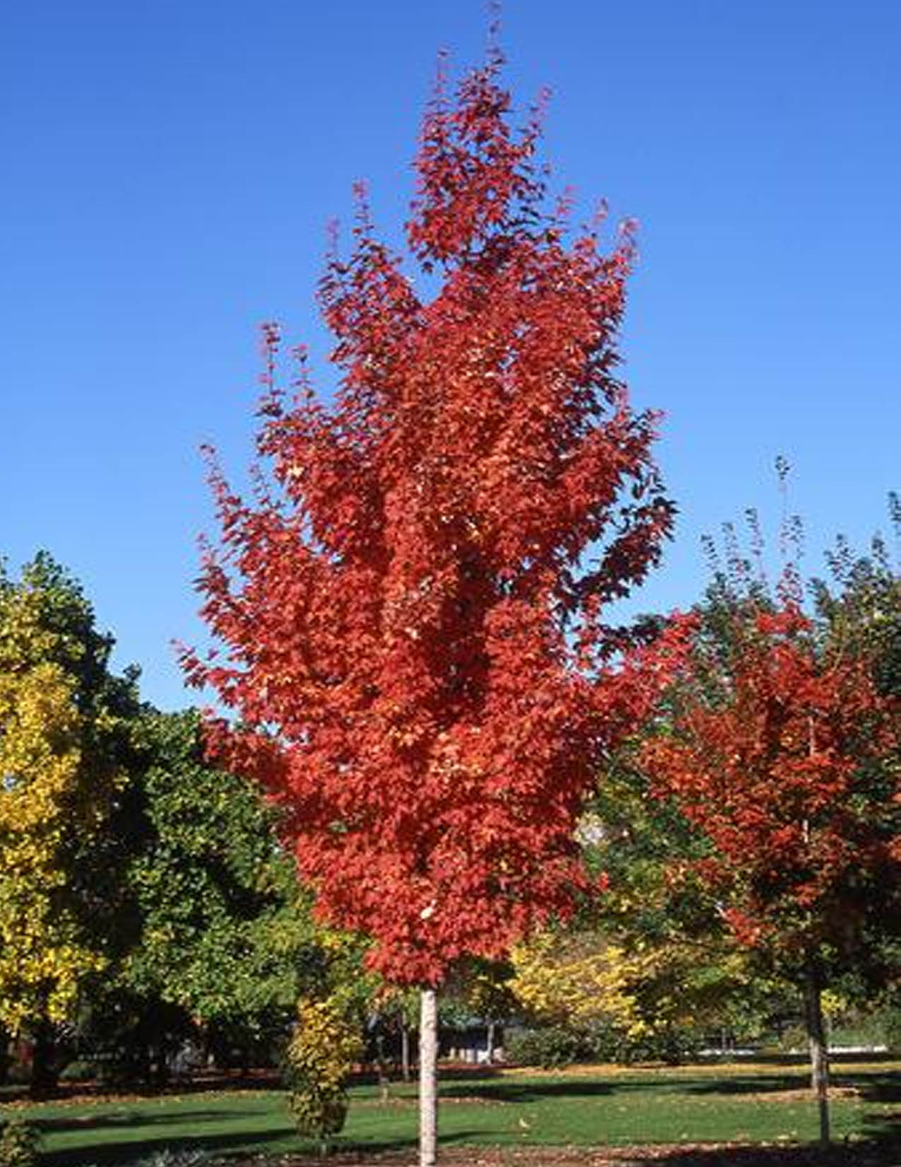 acer-rubrum-armstrong-rable-rouge-armstrong-les-plantations