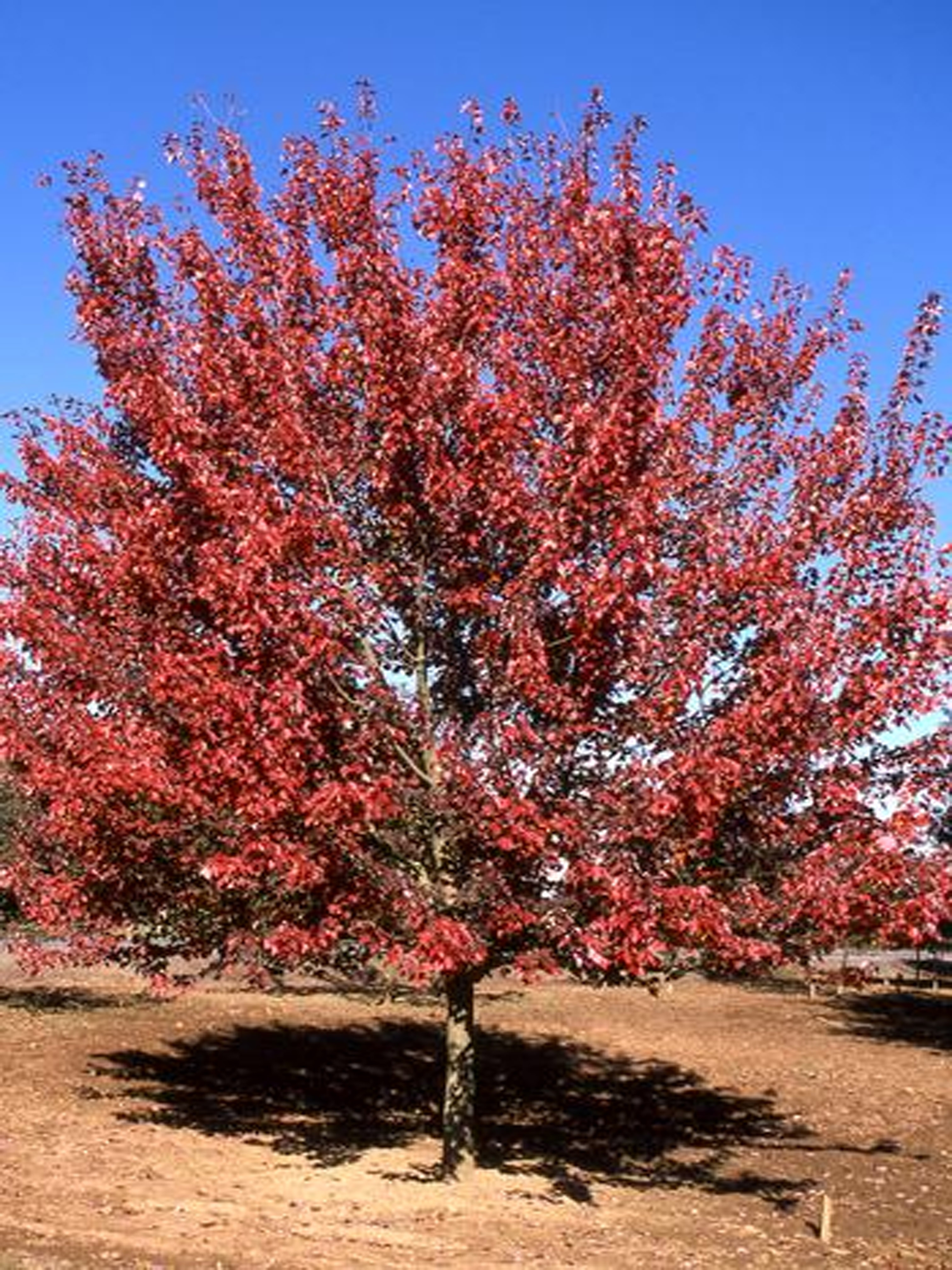 acer-rubrum-autumn-flame-rable-rouge-autumn-flame-les-plantations