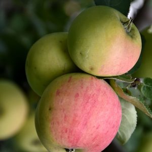 Malus domestica 'Norland'