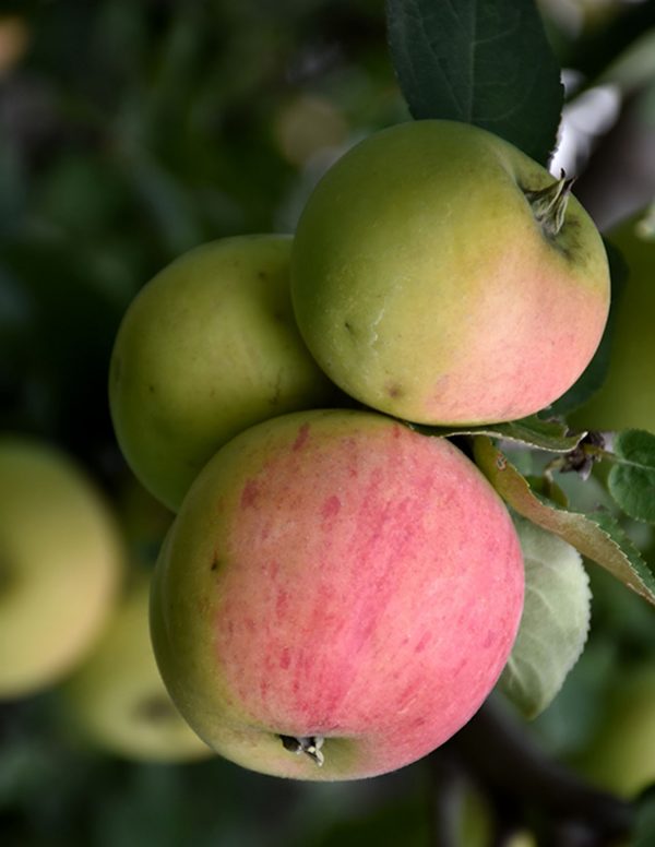 Malus domestica 'Norland'