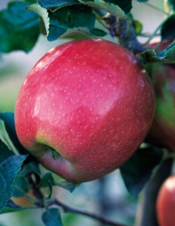 Malus domestica 'Northern Spy'