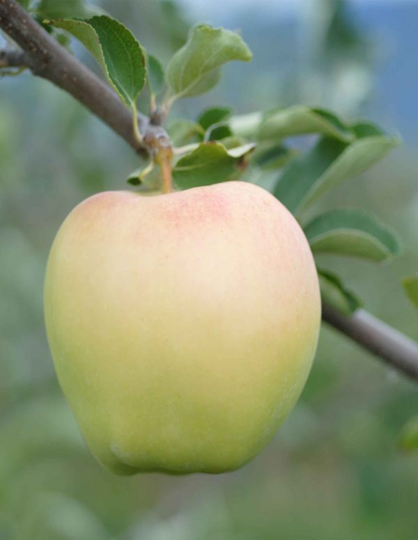 Malus domestica 'Ginger Gold'