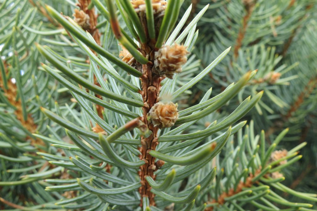 Picea Pungens 'Iseli Fastigiate'Épinette Du Colorado 'Iseli Fastigiate ...