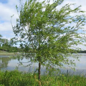Salix 'Prairie Cascade'