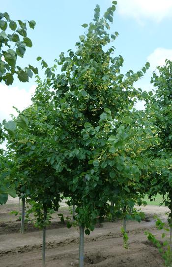 Tilia Cordata Glenleven Tilleul à Petites Feuilles Glenleven Les