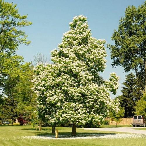 Catalpa speciosa Catalpa de l